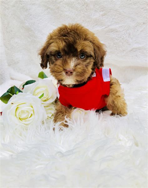 All of our <b>puppies</b> are small, cute, healthy, and playful View Details $2,800 Brody Chicago, IL Breed <b>Malti-Poo</b> Gender Male Age. . Maltipoo puppies for sale houston